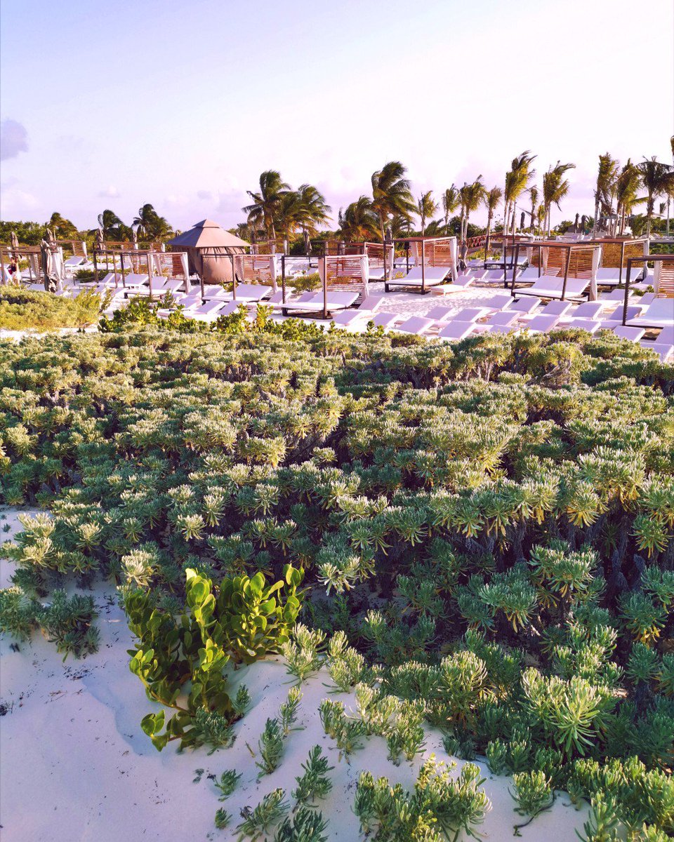 "Art is a harmony parallel with nature." // 
"El arte es una armonía paralela a la naturaleza." 🌱🌊🌞
-Paul Cezaanne

#ATELIERPlayaMujeres #AllInclusive #Nature #Art