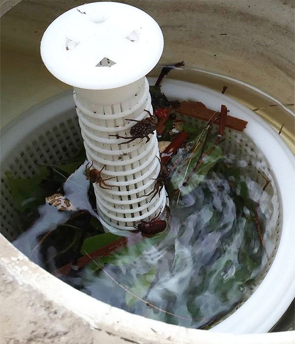PoolProductscom's tweet photo. BUGS in the POOL? Kick out these pool jumpers, with these proven methods. https://t.co/NfmsWqPML9 https://t.co/oisTAcXCSv
