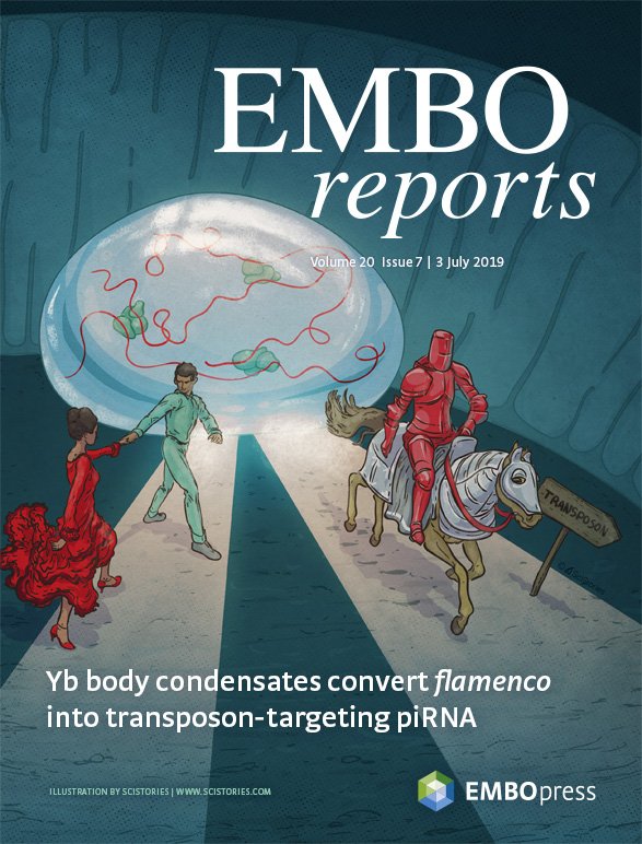 EMBO Reports (@emboreports) on Twitter photo The July issue is online!
ā> embopress.org/toc/14693178/2ā¦
Cover features work by Mikiko Siomi lab <a href="/UTokyo_News_en/">UTokyo | ę±äŗ¬å¤§å¦</a> reporting that Yb bodies are liquidālike multivalent condensates converting flamenco #RNA into #transposon-targeting piRNAs. #PhaseSeparation
ā> embopress.org/doi/10.15252/e⦠The July issue is online!
ā> embopress.org/toc/14693178/2ā¦
Cover features work by Mikiko Siomi lab <a href="/UTokyo_News_en/">UTokyo | ę±äŗ¬å¤§å¦</a> reporting that Yb bodies are liquidālike multivalent condensates converting flamenco #RNA into #transposon-targeting piRNAs. #PhaseSeparation
ā> embopress.org/doi/10.15252/eā¦