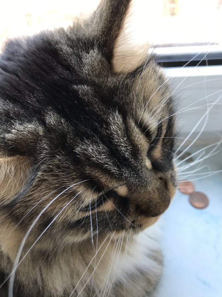 noahmarcello777's tweet photo. Darf ich vorstellen? Unsere beiden #Maincoon Katzen: „Swiffer“, und „Hermine“.
▫️
#cat #cats #sweetcats #sweetcat #süß #süße #Sweet #sweets #katze #katzen #mainecoone #maincoone #fluffy #flauschig #weich #soft #fluffycat #fluffycats https://t.co/MCP5cAEqbf
