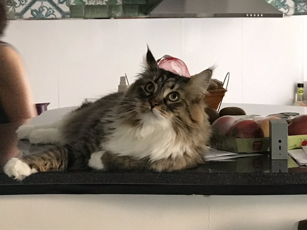 noahmarcello777's tweet photo. Darf ich vorstellen? Unsere beiden #Maincoon Katzen: „Swiffer“, und „Hermine“.
▫️
#cat #cats #sweetcats #sweetcat #süß #süße #Sweet #sweets #katze #katzen #mainecoone #maincoone #fluffy #flauschig #weich #soft #fluffycat #fluffycats https://t.co/MCP5cAEqbf