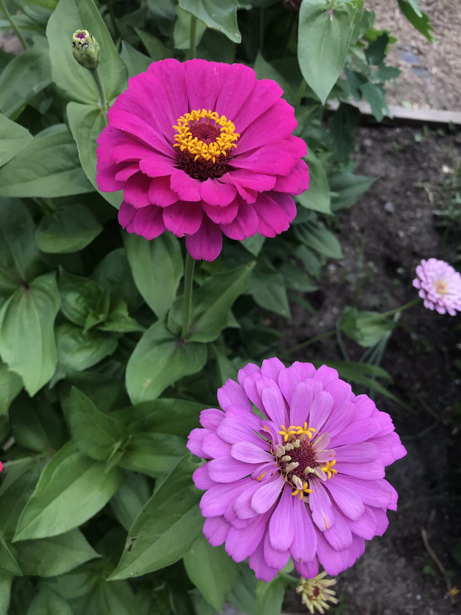 mlmkc's tweet photo. Just a preview of what is going on in our community garden and orchard! #mlmcares #metrolutheranministry #kc #gardens https://t.co/1xDe8L7sdg