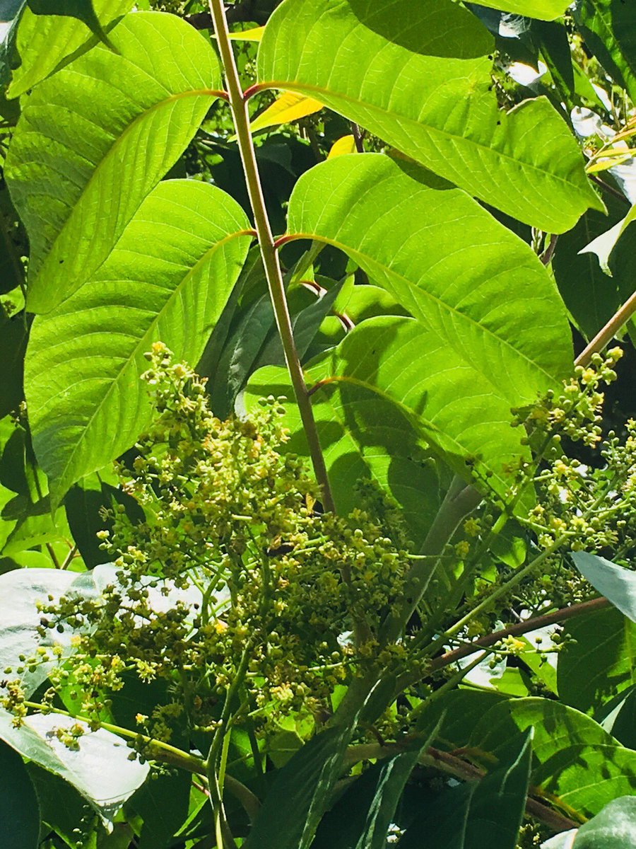 こみくママ様 お早う御座います 漆の木 漆の花 和ウルシ ウルシ科ウルシ属 花言葉 頭脳明晰 賢明 こんなに可愛いらしい 山野の うるしの花を初めて見ました