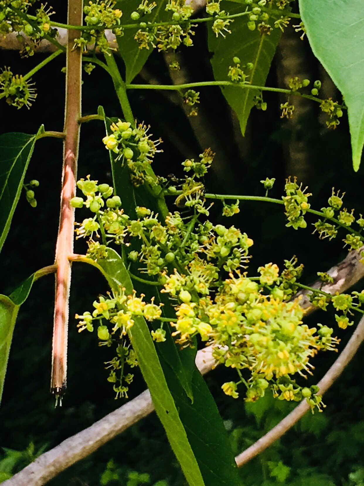 こみくママ様 お早う御座います 漆の木 漆の花 和ウルシ ウルシ科ウルシ属 花言葉 頭脳明晰 賢明 こんなに可愛いらしい 山野の うるしの花を初めて見ました T Co Wsu8zqvfzq Twitter