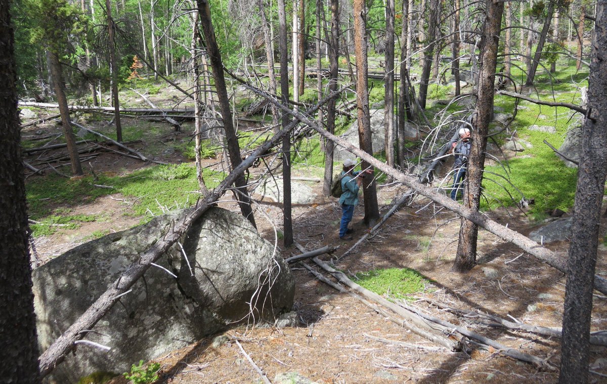 SasquatchJourn1's tweet image. A horizontal suspended 'X' - For scale, that is Tony 1/2 of Sasquatch Journey (my hubby) in the photo. He's 5'9. #Bigfoot #Sasquatch #Treestructure #Myths #Legends #Squatchy