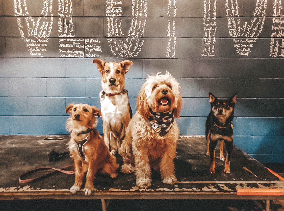 dogsofmsp's tweet photo. We're excited to be partnering with @BrokenClockbrew for our July Meet Up on 7/14 from 1-4pm. Bark your calendar! ππΆ #dogsofmsp #dogsofmspbrew #dogsofmspmeetup https://t.co/wSsX05LHrw