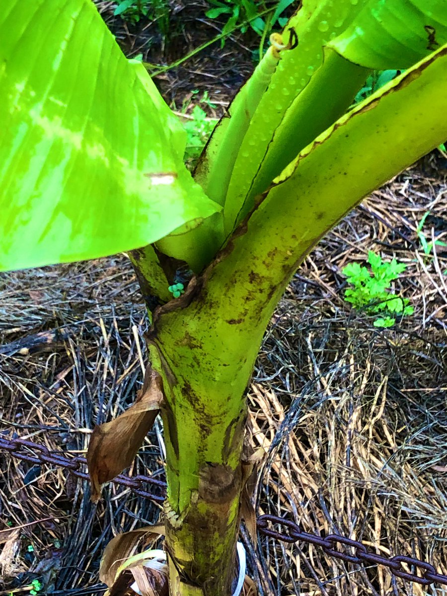 バナナの葉 雑草 Bakaayar