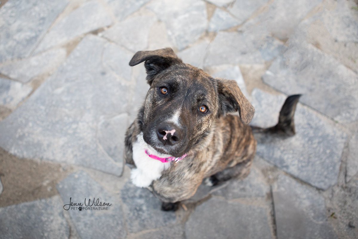 PoundDog911's tweet photo. Please share so we can find these dogs their forever homes. We need your help to spread the word about them! Laika and Clyde haven't received a lot of interest which is surprising us, and Harlequin has had a lot of interest but we haven't found the perfect match for her yet. https://t.co/AtGJY1GgXW