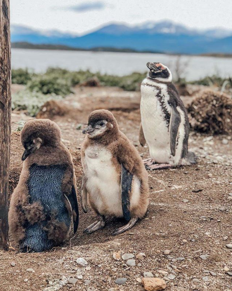 PinguinosOW's tweet photo. 🐧 https://t.co/CSBoN6kTgG