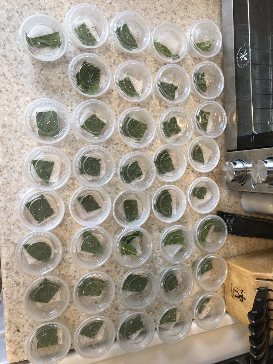 balickisbio's tweet photo. And so it begins!  Found 50+ monarch caterpillar eggs in my garden today.  Here we go!!!  #butterflylady #balickibutterflies @FremdScience https://t.co/Z8wuGGXXRI