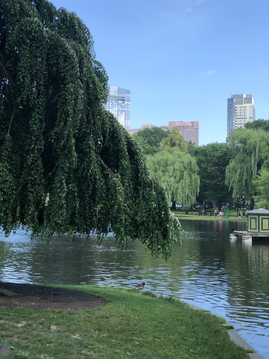 MrBrianColeman's tweet photo. 9. Exploring the Boston-area.  From Boston Common to Harvard, it was so lovely to explore an area with such rich history.  Great eats, sites, and people!  Also, the #PrideMonth signage and flags everywhere were especially great to see!  #ASCA19 #TopTenHighlights https://t.co/T2xYju7EGu