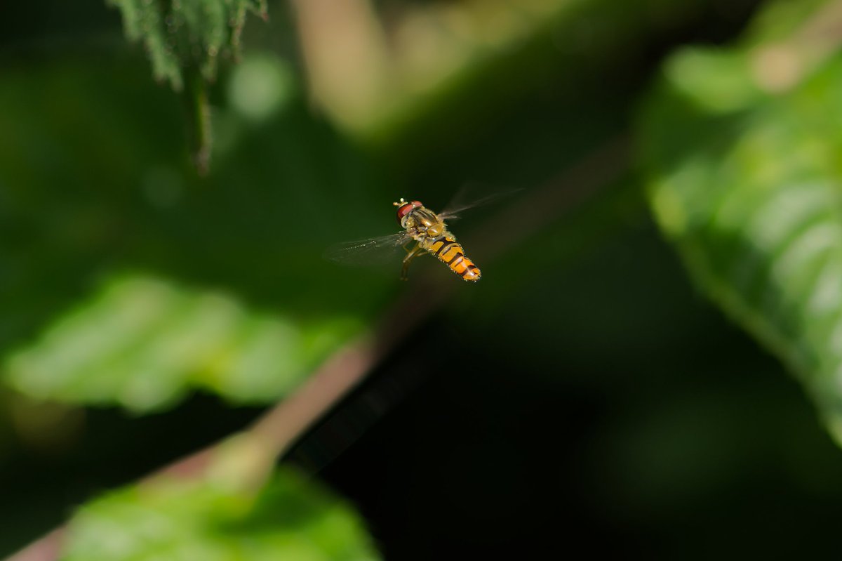 First go at capturing a hoverfly midflight....need to get settings right #hoverfly #midflight #insects