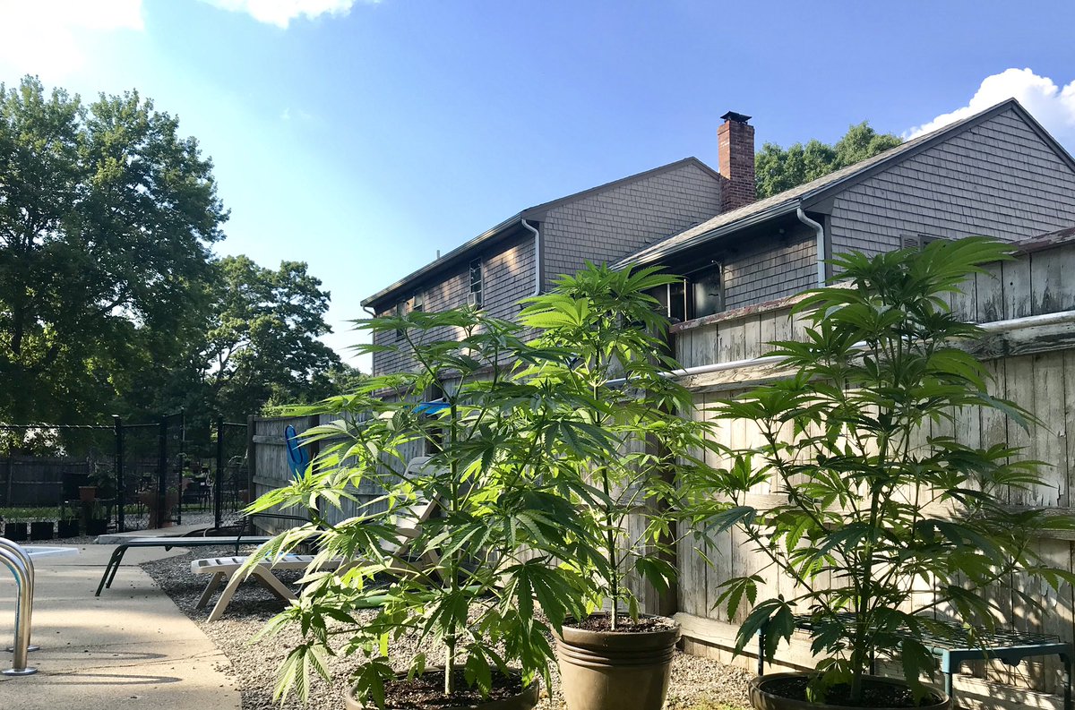 TigerRose420's tweet image. Can’t fit them all on the porch anymore 🤗 🥳🤤
#weedproblems 
#gardenlife 
#growyourown
#legalweed