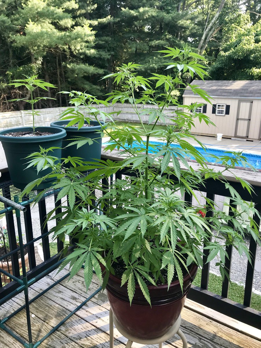 TigerRose420's tweet image. Can’t fit them all on the porch anymore 🤗 🥳🤤
#weedproblems 
#gardenlife 
#growyourown
#legalweed