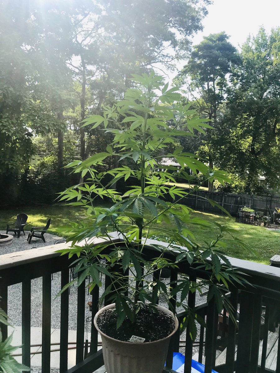 TigerRose420's tweet image. Can’t fit them all on the porch anymore 🤗 🥳🤤
#weedproblems 
#gardenlife 
#growyourown
#legalweed