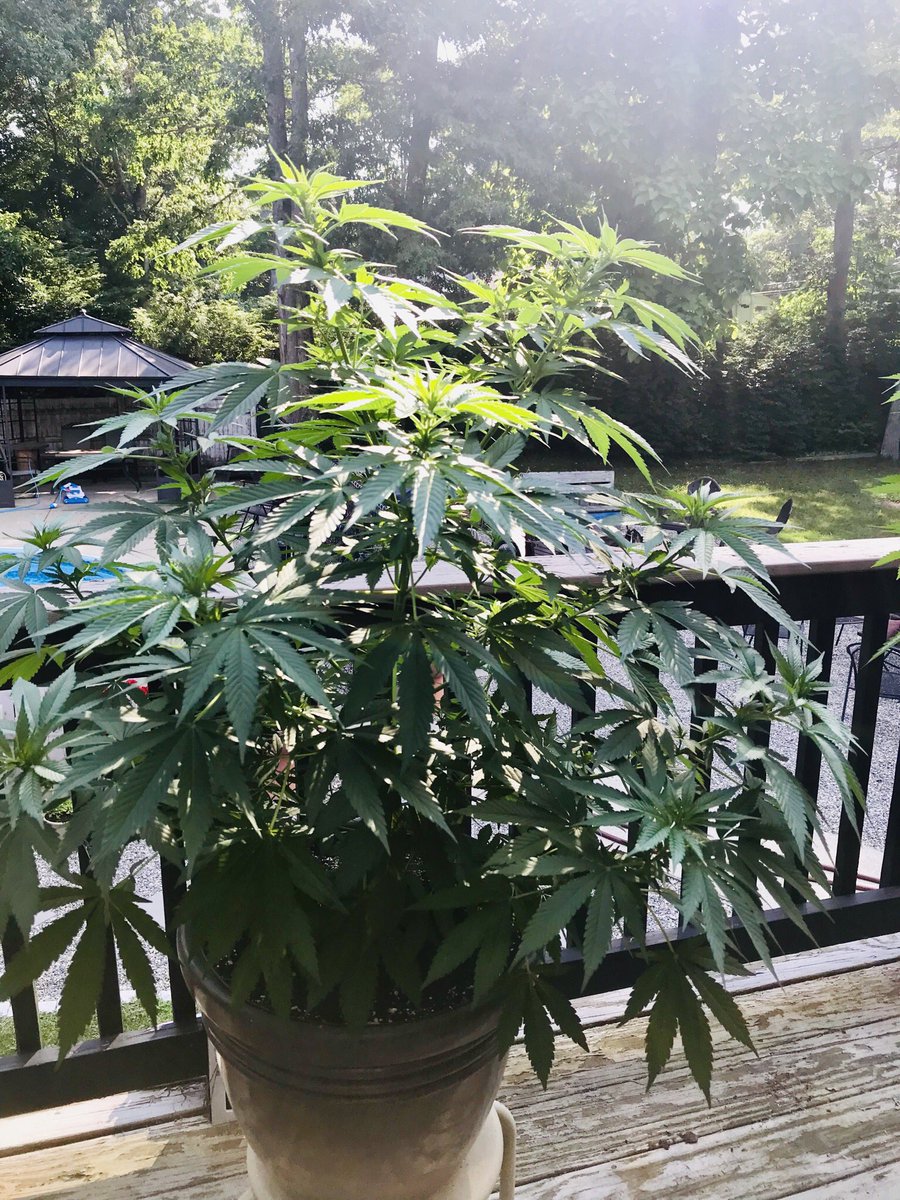 TigerRose420's tweet image. Can’t fit them all on the porch anymore 🤗 🥳🤤
#weedproblems 
#gardenlife 
#growyourown
#legalweed