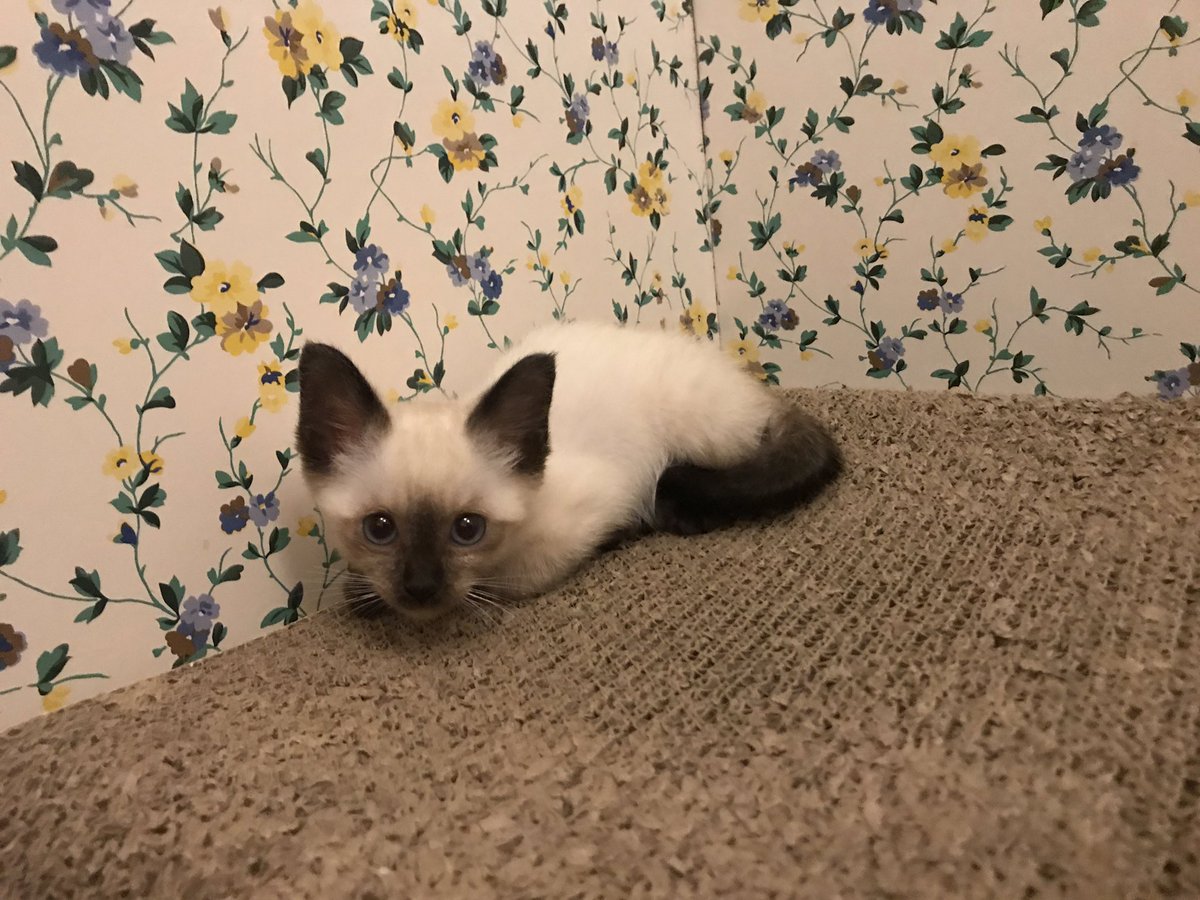 ご報告です！

昨朝、庭に子猫♀が 
突然現れました。
親がいないので保護して受診。

たくさんノミをつけていました😭

7月3日に家族にしたから
なみちゃんと名付け、
うちの子、3号ちゃんになりました。

さあこれから我が家はどうなるか‥‥😂

3号ちゃん（なみちゃん）の活躍に
乞うご期待！