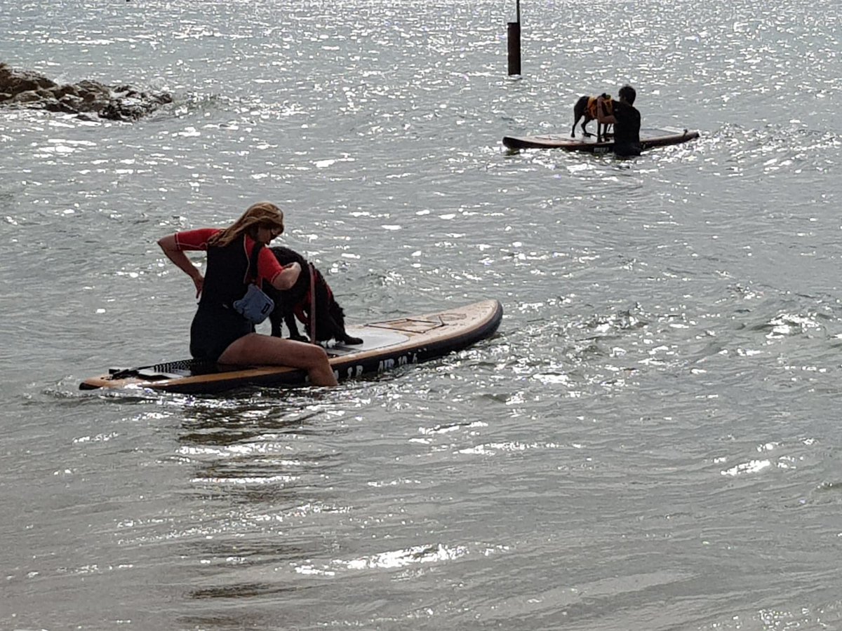 BoardPaws's tweet image. We've built some superb confidence in these dogs and now they're out in the water, next phase is paddling and catching the waves of glory!🏄‍♀️🏄‍♂️🐶🐕🐾🐾🐾