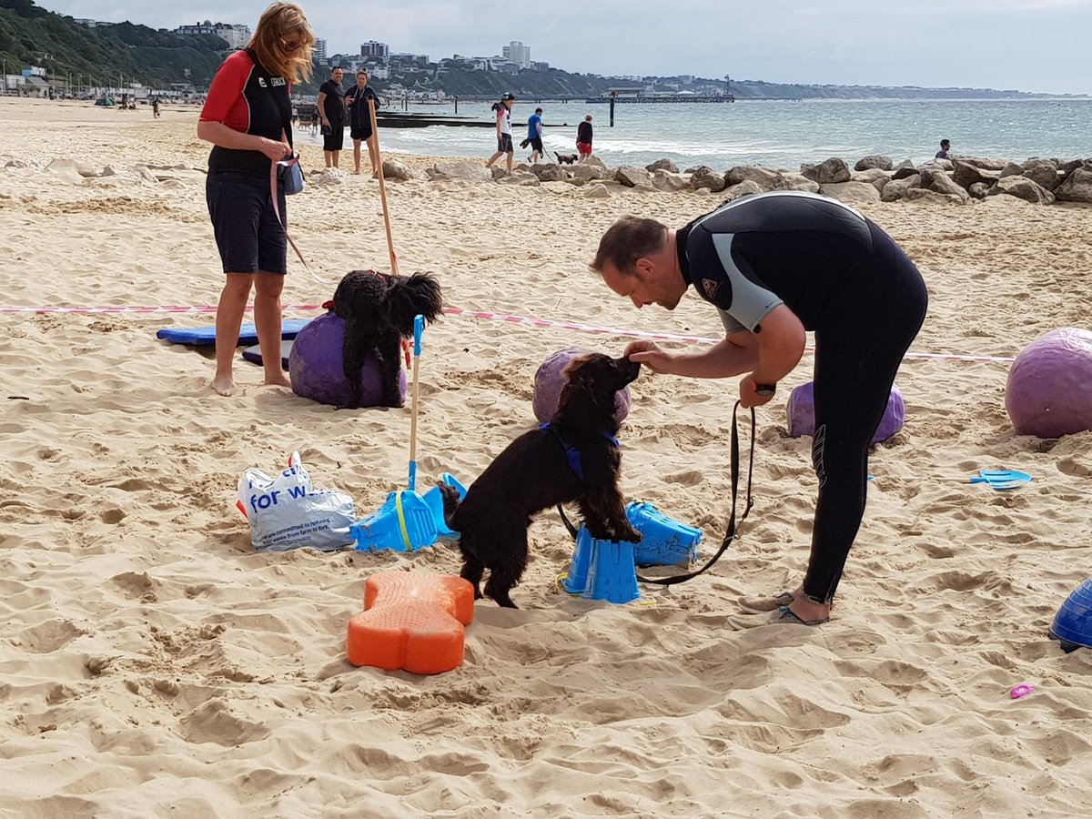 BoardPaws's tweet image. New challenges create strength to face new challenges. These dogs are bloomin' fabulous.