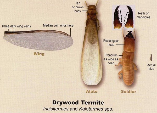 GeffroyTermite's tweet image. #PestProtection #UnionCityTermiteControl #NewarkTermiteControl