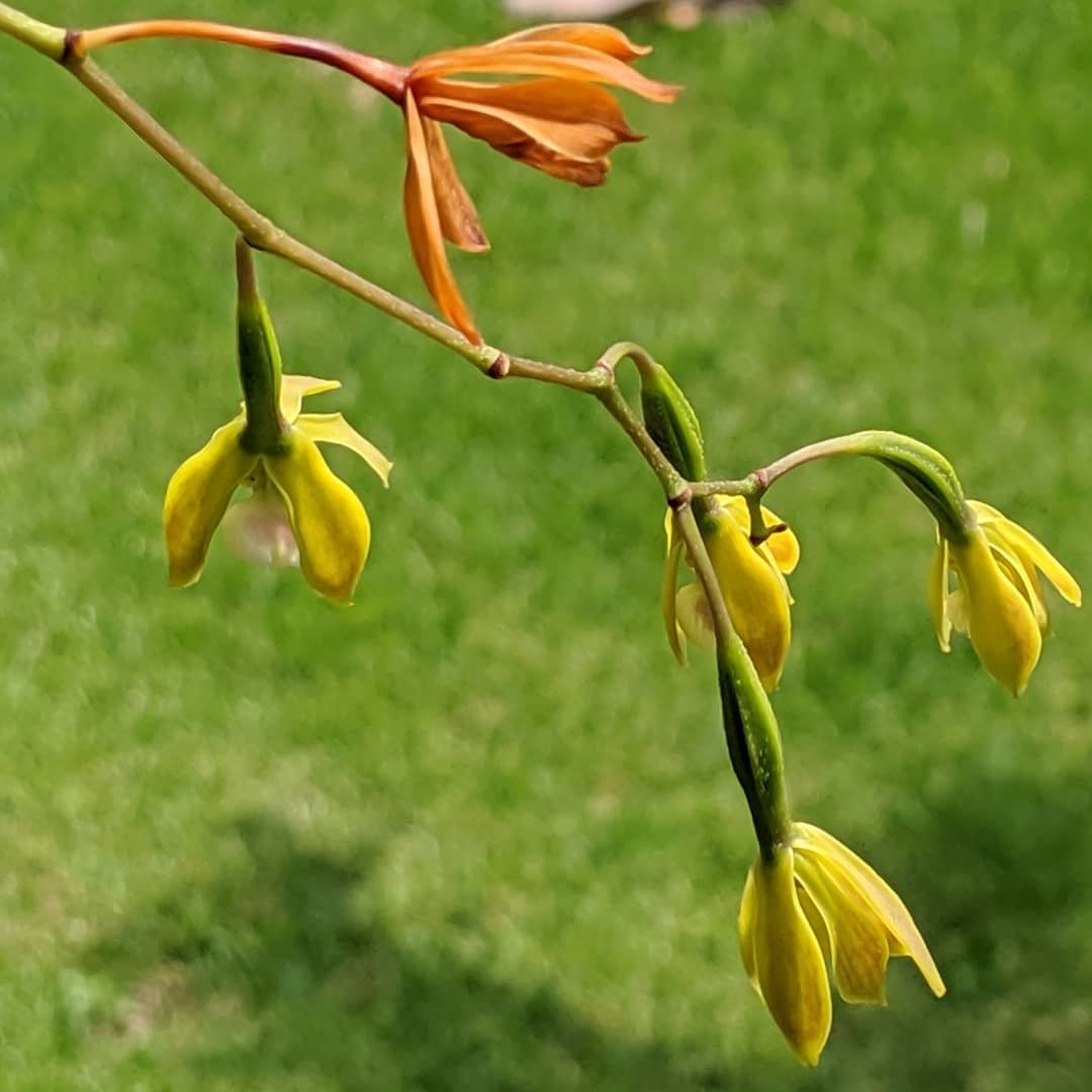 muhlenbergia_'s tweet photo. Who pollinates the FL butterfly #orchid #Encycliatampensis? Perhaps a #butterfly! This #duskywing butterfly seen visiting flowers, w/ seed pods already developing. Same #butterflyspecies seen last year too, and the 1 seed pod donated to @millionorchid @FairchildGarden https://t.co/tqC1KnxMF9
