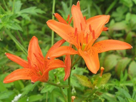 Uzivatel 366日の花個紋 Na Twitteru 7月4日の花個紋 月輪姫百合 つきのわひめゆり 個意ことば 確立 自分らしさを大切にし 自分の価値観を持っている人 今日の花個紋はこちら T Co e8eggldd 誕生日 Gackt ふなっしー Hanakomon 花個紋