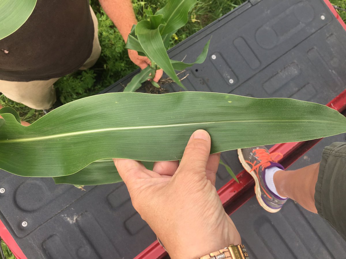 JenPoseyND's tweet photo. Foliar feeding this corn 7 days later here are the visual results. Treated vs  untreated with SulPak, Charge and Valupak. Don’t just settle for average yields. Push that corn!! #corn #agxplore #sulpak #charge #valupak @KoreyConrad8 @AutumnDarker @BarryAycock https://t.co/aYODzBonBD