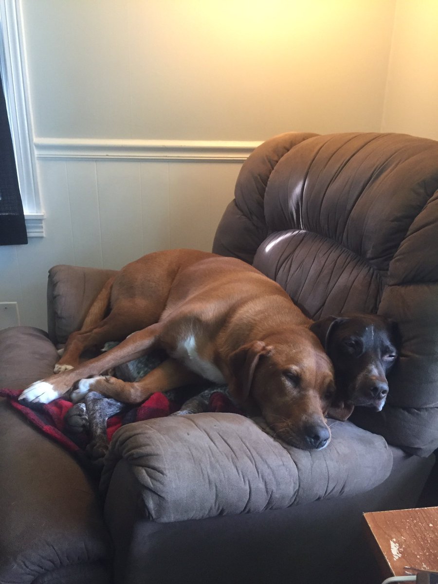 ColtonFarnsley's tweet photo. Rainy evening snoozes😴 #gsp #rescuedog #retrievers #doggo https://t.co/i0MnChiMDC