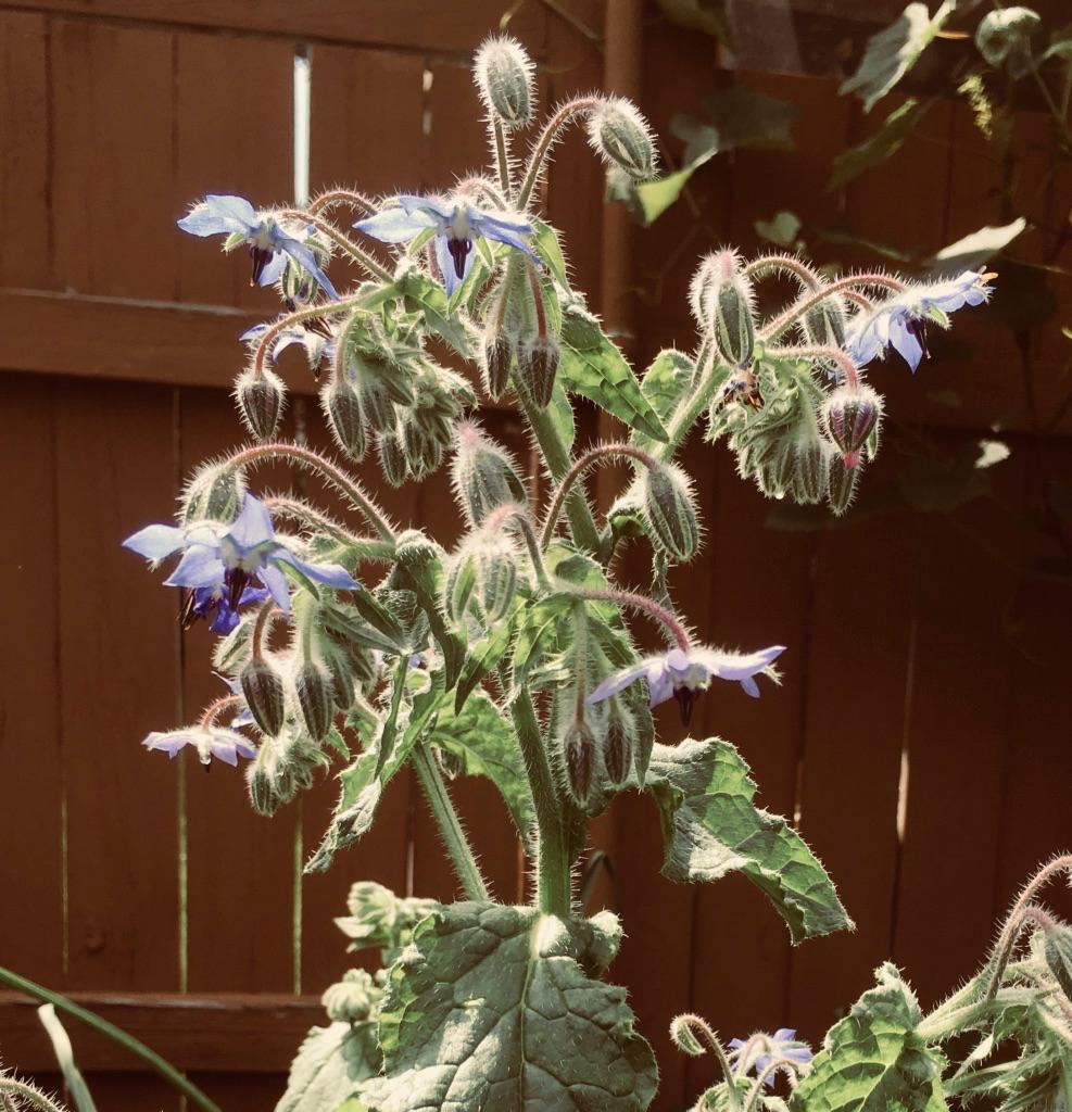 BirderDaniel's tweet photo. Borage, one of the strangest flowers in the garden along with Hollyhock with it's almost ultra violet flowers, vibrant Rhododendron and Azaleas. https://t.co/pvNqp5UM66