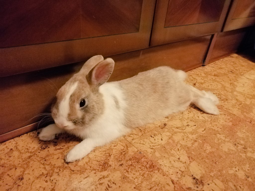 ArySalsa's tweet photo. 🐰❤️ https://t.co/nsDtUEG56b