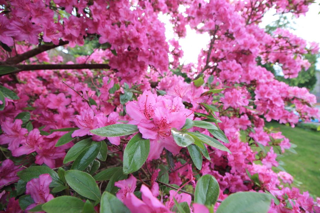 Borage, one of the strangest flowers in the garden along with Hollyhock with it's almost ultra violet flowers, vibrant Rhododendron and Azaleas.
