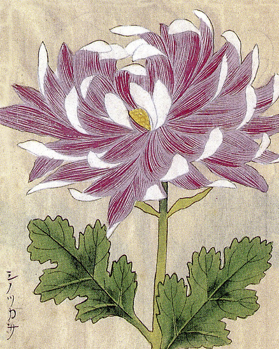 50objectsNikkei's tweet photo. The Domoto Brothers Nursery imported an enormous variety of plants, bulbs, and seeds from Japan and Europe. Today we're sharing painted illustrations from a Japanese catalog from which the Domoto Nursery ordered flowers
Discover the full story here:  https://t.co/vdSec9lIyj https://t.co/Ldmf5vvP9M