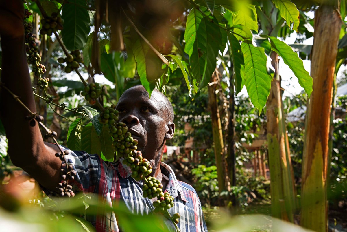 FAOUganda's tweet image. By promoting #climatechange adaptation practices for coffee production, yield of coffee farmers in Uganda’s cattle corridor has increased by more than half, with many farmers reinvesting ~41% in climate change adaptation practices, for #ZeroHunger and better livelihoods.