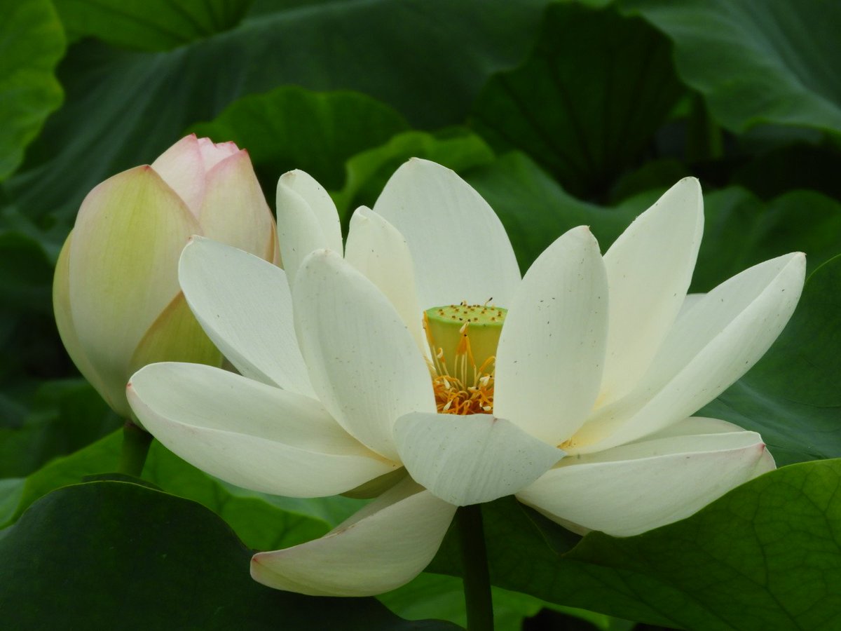 蓮根の花 蓮根の花