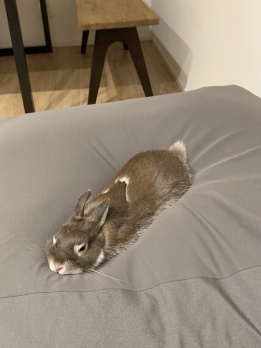 「人をダメにするソファー」にダメにされたうさぎがとろけていてかわいい 他のダメになった動物たちもやはりかわいい Togetter