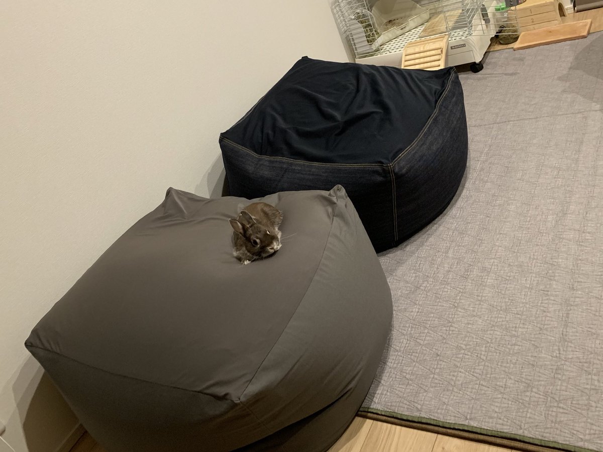 人をダメにするソファー にダメにされたうさぎがとろけていてかわいい 他のダメになった動物たちもやはりかわいい Togetter 人をダメにするソファー にダメにされたうさぎがとろけていてかわいい 他のダメになった動物たちもやはりかわいい Togetter
