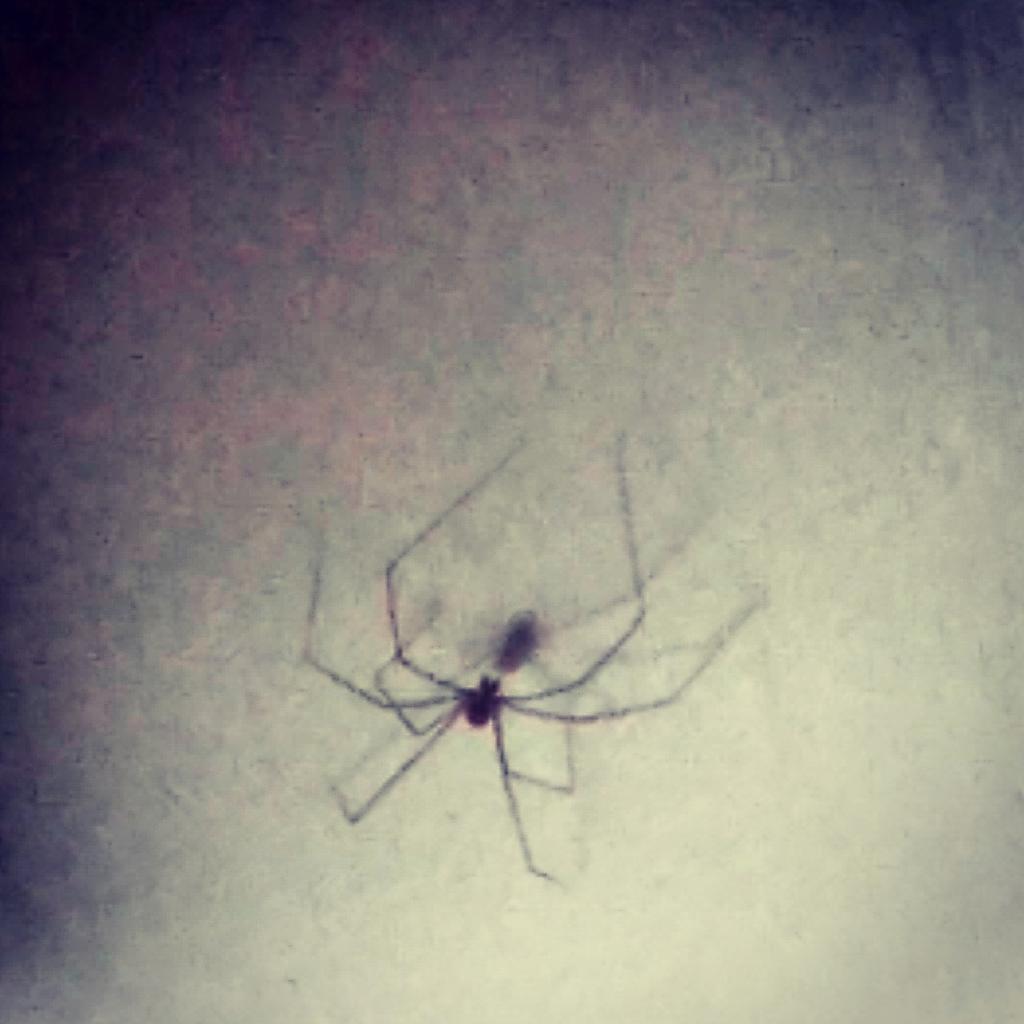 Aiden_Zero tweet media