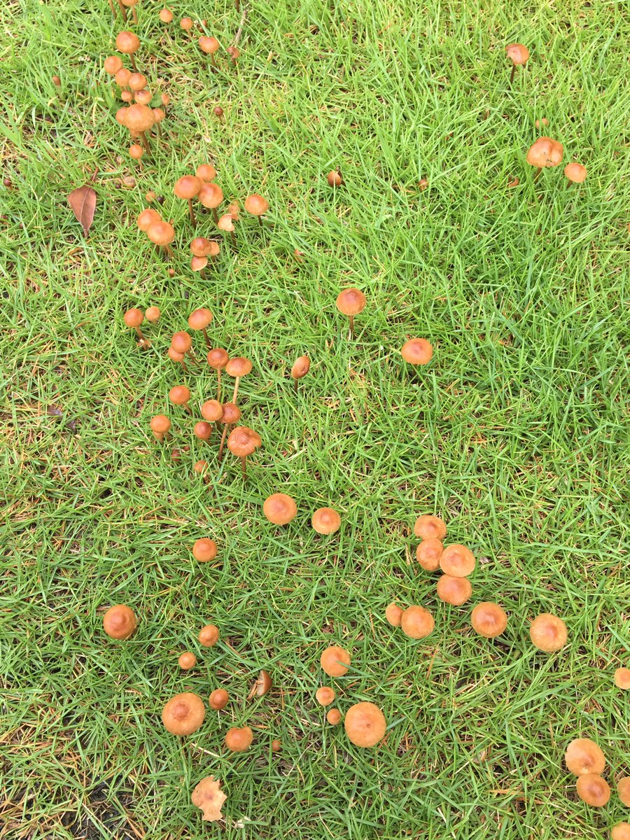 芝生に生えるキノコ撃退法 年のノウハウ紹介 超手抜きの芝生管理法