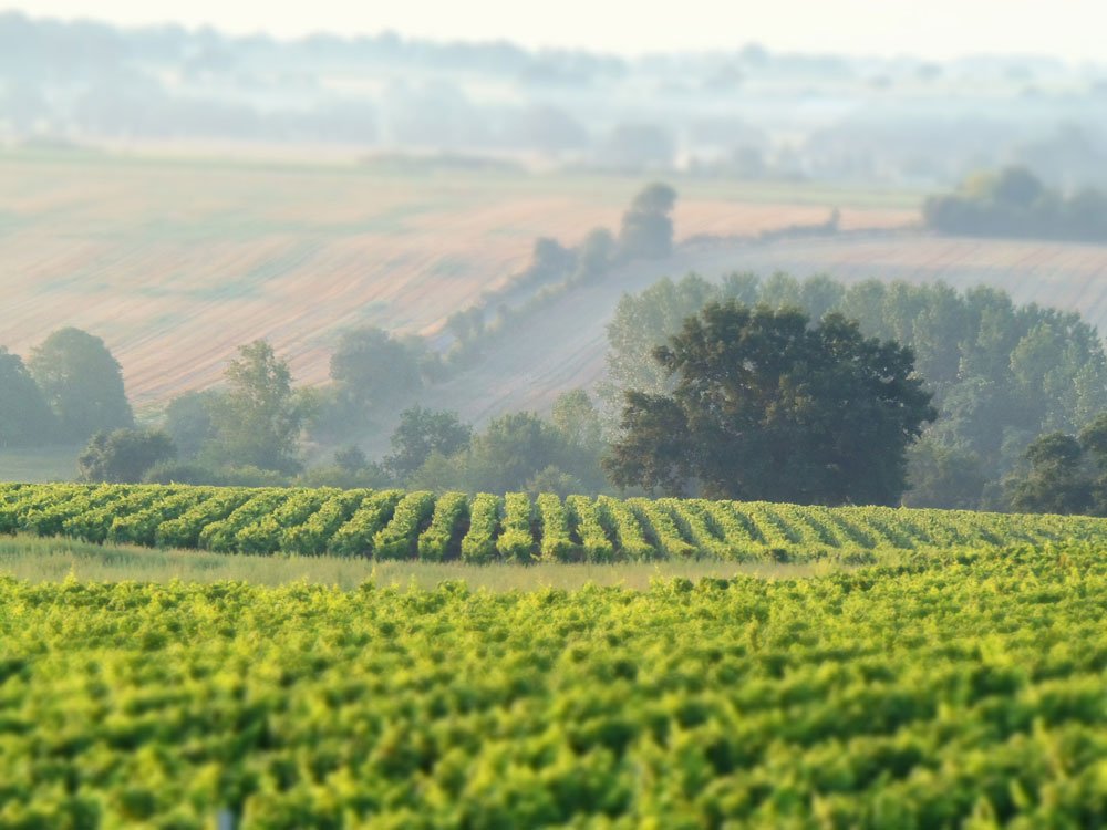 Stacy Slinkard tweet media