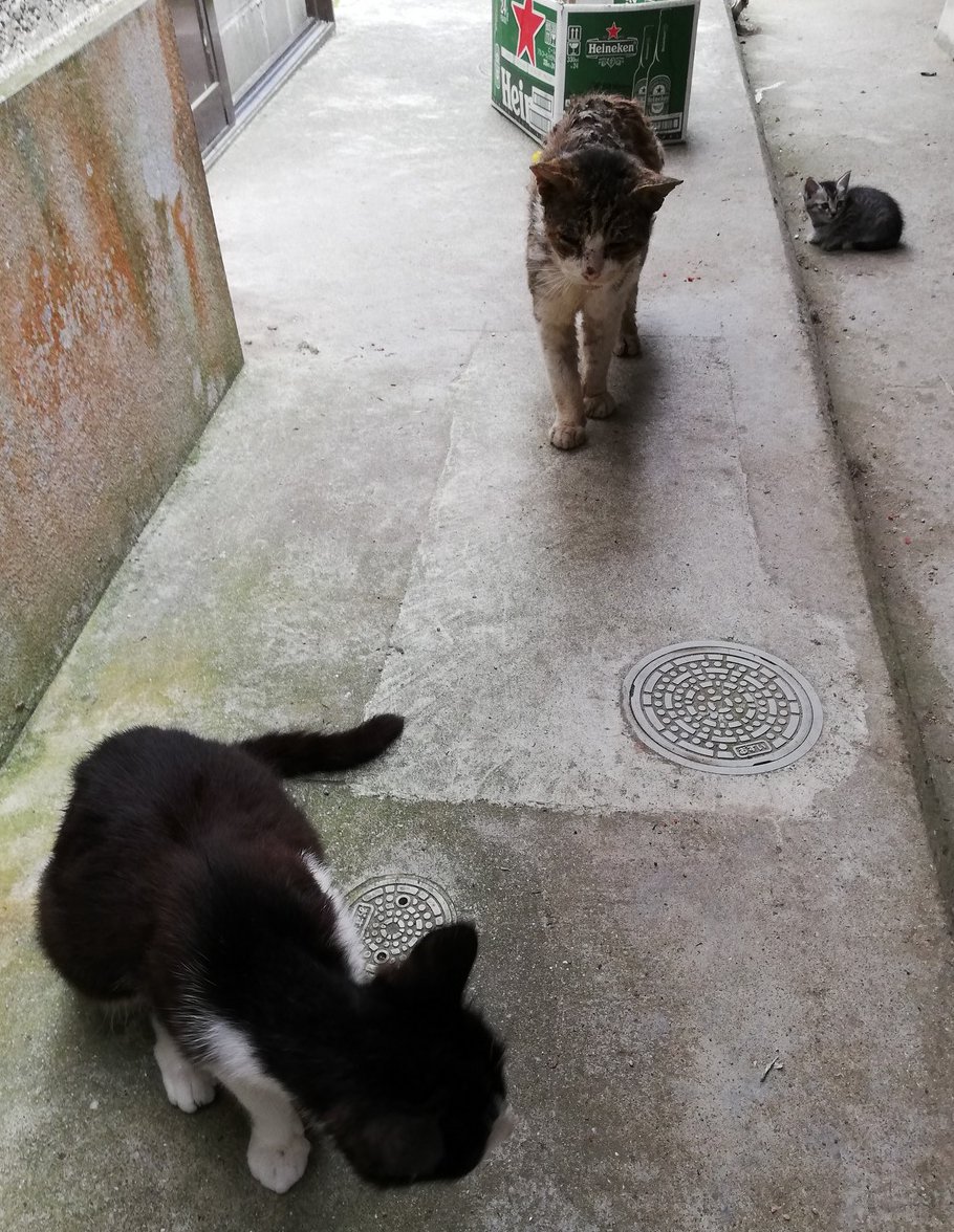 実家で不用意に野良猫にエサをあげた結果ww
から～の野良動物への餌付けを考えるお話
今回は母がほぼ腹をくくった為飼い猫に昇格しそうです 