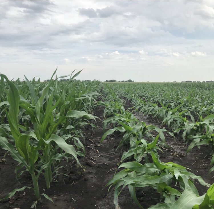 ConnorSible's tweet image. When strong winds hit, a strong root system is the difference between the plots on the left vs the ones on the right. Starter fertilizer in-furrow with the planter sure made a difference last Sunday! #starterfertilizer #infurrow