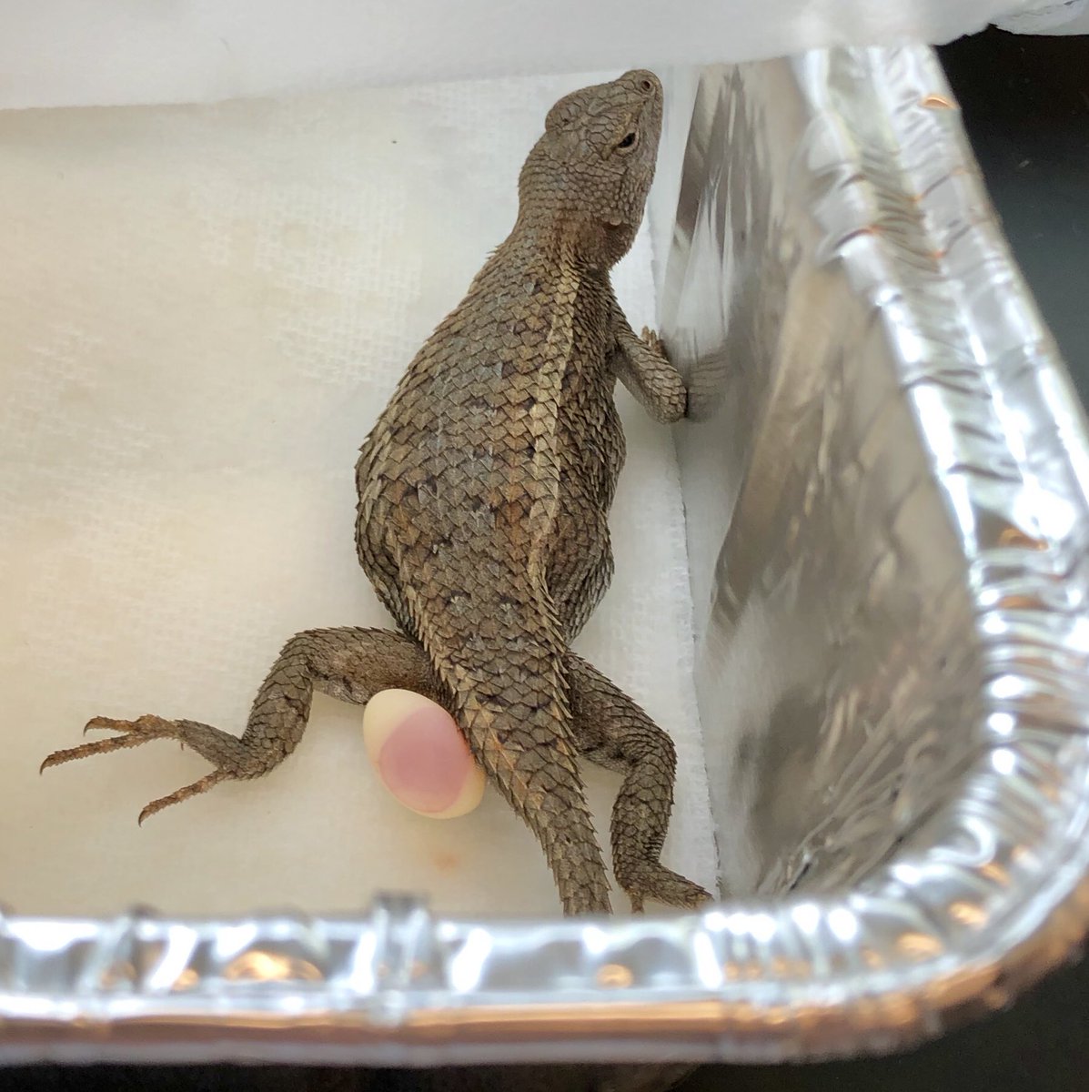 markowenmartin's tweet photo. Motherhood. #TeamSceloporus #UndergradSummerResearch #InducingDay #SwabMadness @univpugetsound @ASMicrobiology https://t.co/iPVfO5YHBO