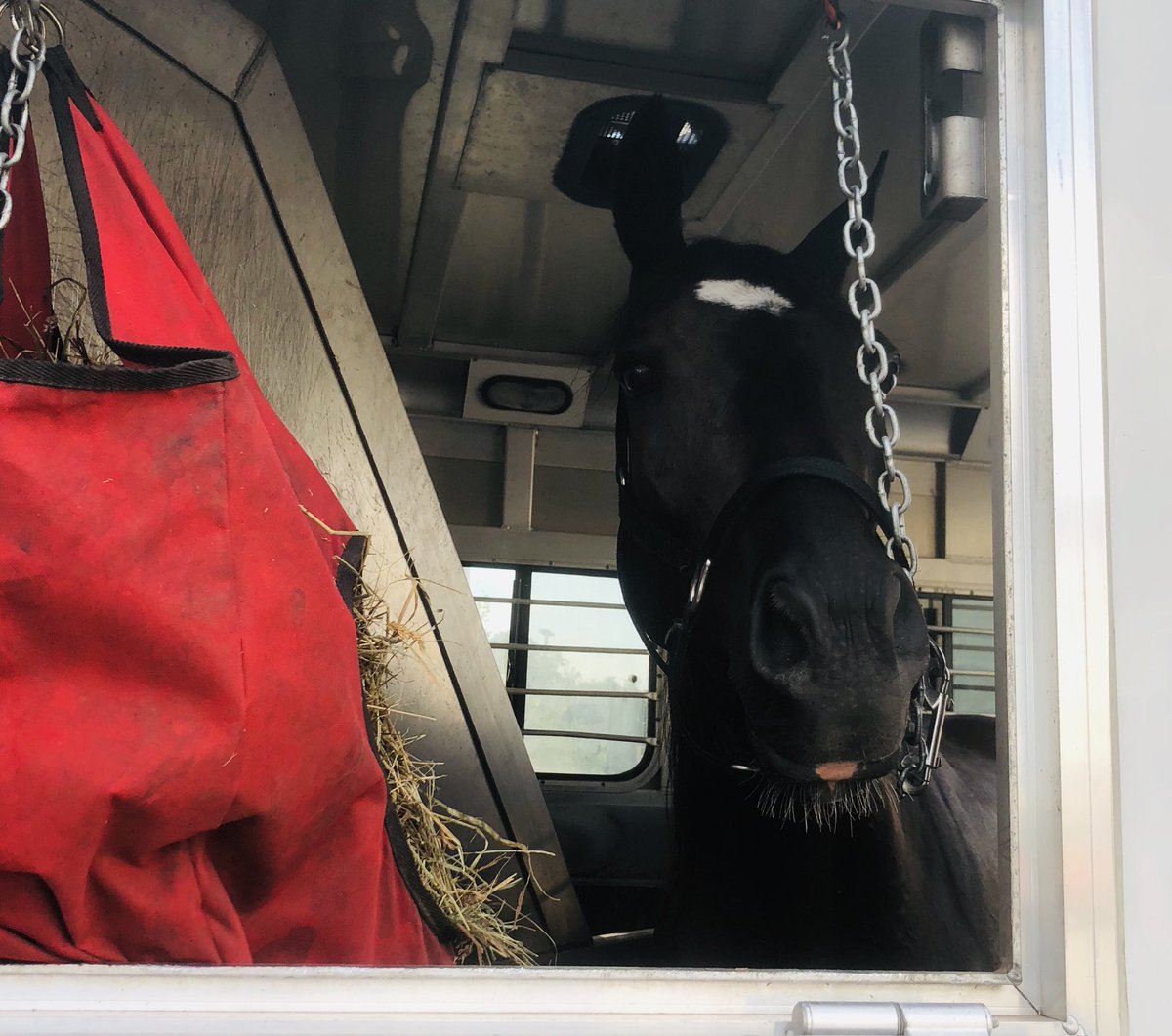 ZingaleRacing's tweet photo. #IllegitimateSon is ready for a nap after his race at @HarrahsPHL today! Finished third ❤️💙 this green pony is starting to learn a thing or two about racing! https://t.co/DR6gFHFWBB