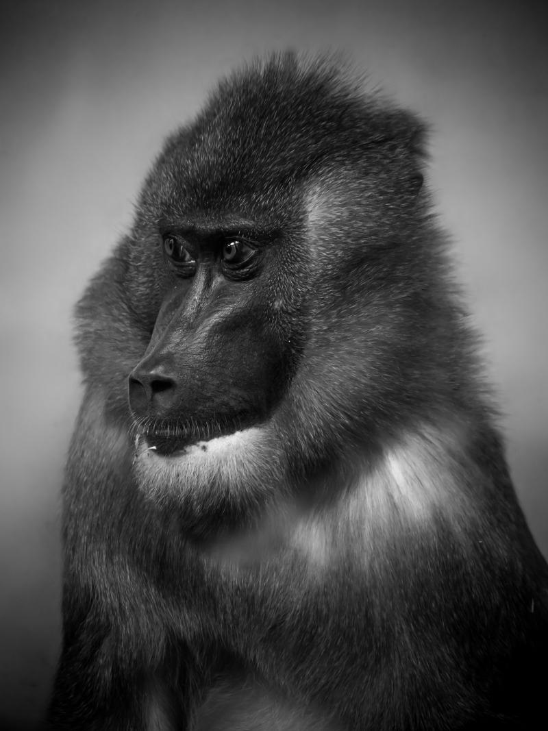 Stunning Mandrill at Edinburgh zoo ecs.page.link/mkBj