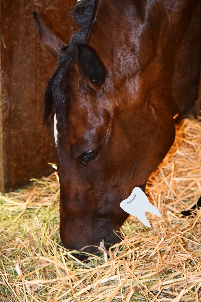 HoganEquine's tweet photo. Dread going to the dentist?? 🦷This TB filly had it rough! A fractured jaw led to painful,infected tooth root and bone socket.Not much finesse with surgical removal🤷🏼‍♀️-it’s a ”punch and hammer”job-but all came out well and she is feeling much better now!  #ouch https://t.co/dRWZzivcWm