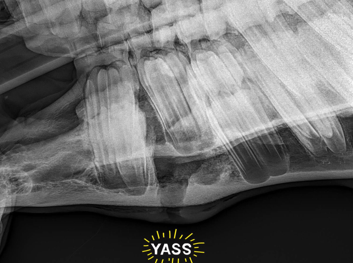 HoganEquine's tweet photo. Dread going to the dentist?? 🦷This TB filly had it rough! A fractured jaw led to painful,infected tooth root and bone socket.Not much finesse with surgical removal🤷🏼‍♀️-it’s a ”punch and hammer”job-but all came out well and she is feeling much better now!  #ouch https://t.co/dRWZzivcWm