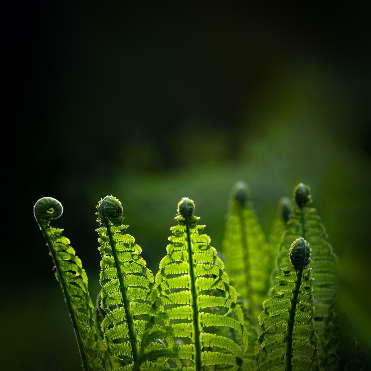 trickyshutter's tweet image. Are they among us? Dreamlands series I
Confering floral aliens, green, strange, unfamiliar shapes, evaluating peace treaty with humans or discussing best ways to wipe humans from the face of the earth?
#landscapephotography #naturephotography #photography #pictureoftheday