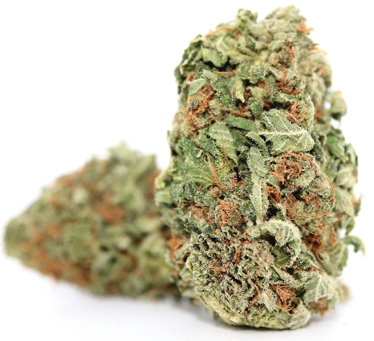 loovax's tweet photo. @ThcHeaven Nice hybrid! Looks very similar to Oregon Diesel but lacking the red hairs covering the nugs I got. I know the Oregon Diesel is bred using verified "Soma's" NYC Sour Diesel X Blackberry.

Would bet dollars to donuts your strain used another Sour D variant with similar terps. https://t.co/6mHK7Zx1R9