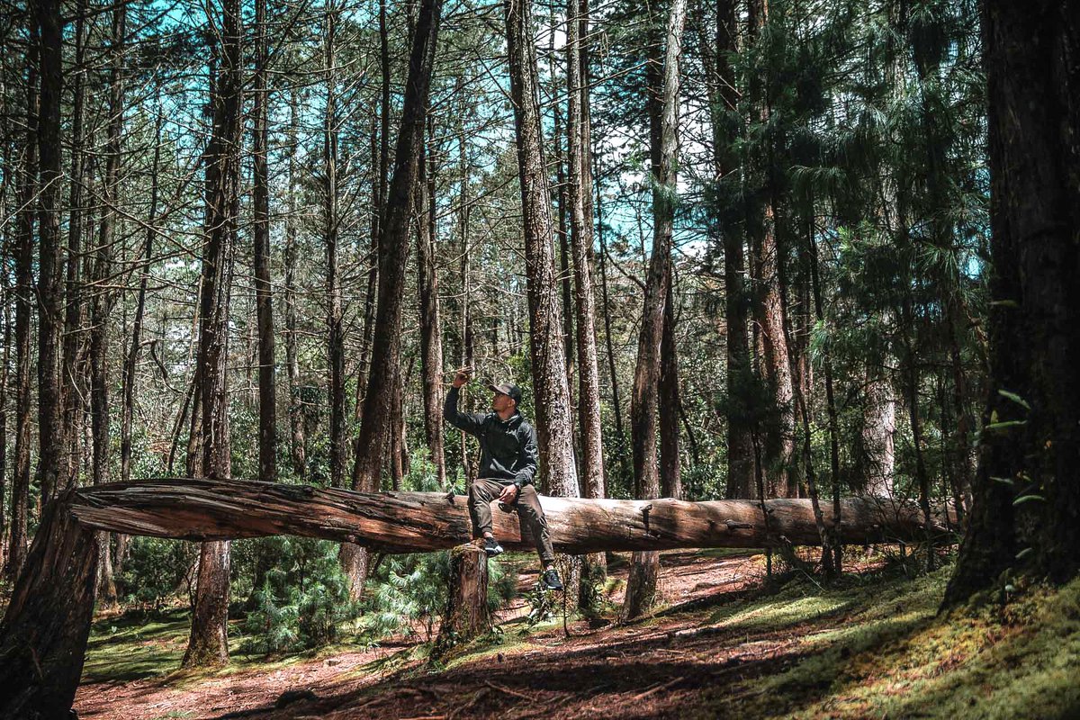 IZELPELIGROSOS's tweet image. 🌲🌲Forest🌲🌲

#gogreen #pamuslide @PadmateAudio