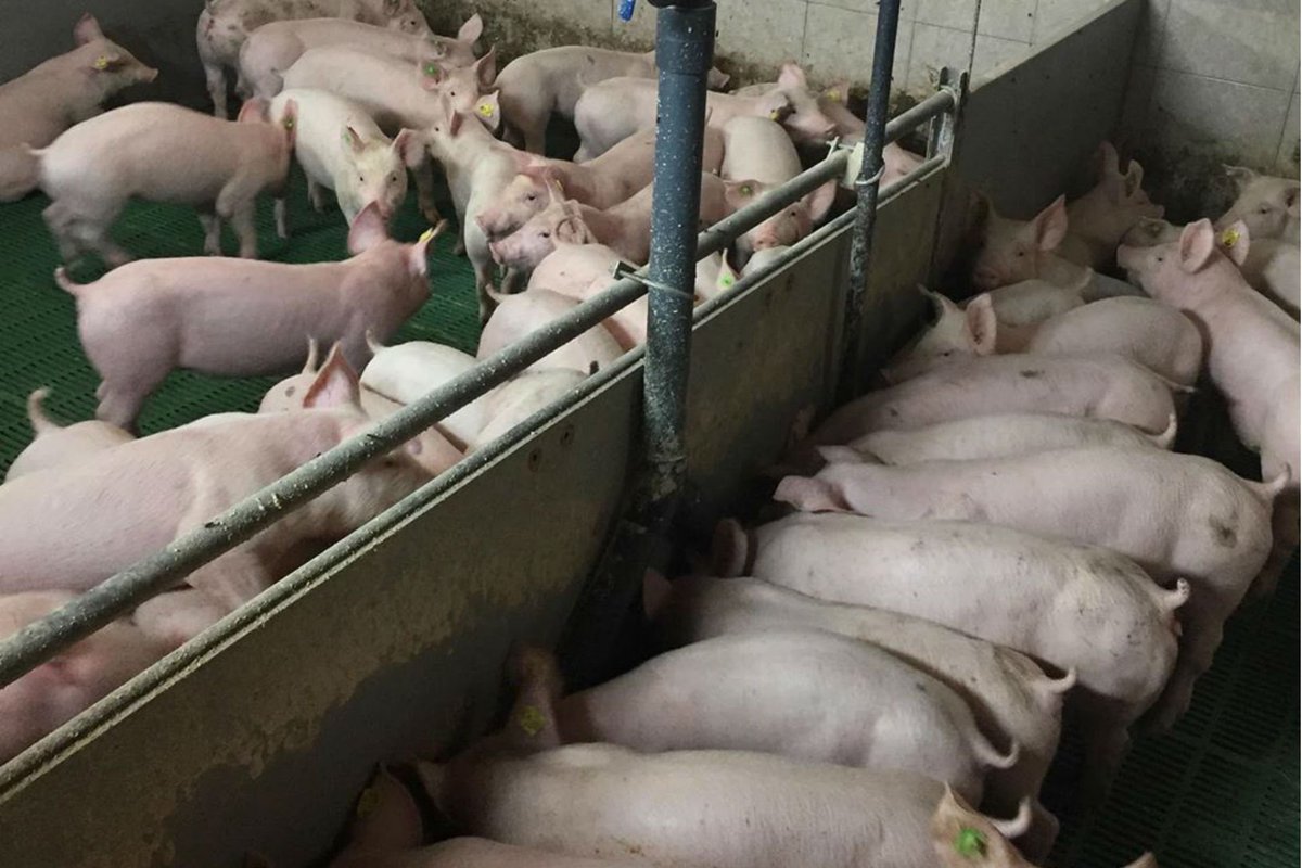 BeboAqua's tweet photo. Pigs tail biting can be an exasperating issue to handle. The bad habit is a creature prosperity issue that can diminish farm benefit. While there are a huge number of logical investigations identified.

Read more from our blog, link in bio

#pigs #tail #biting #tailbiting #pig https://t.co/RiKakdvBPq